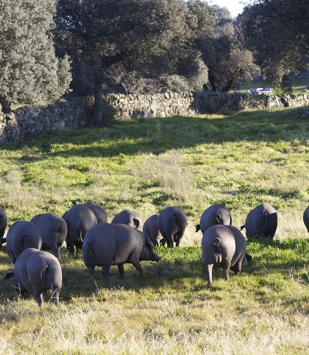 Visitas guiadas a la dehesa