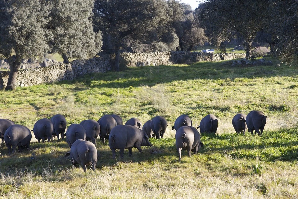 Visitas guiadas a la dehesa