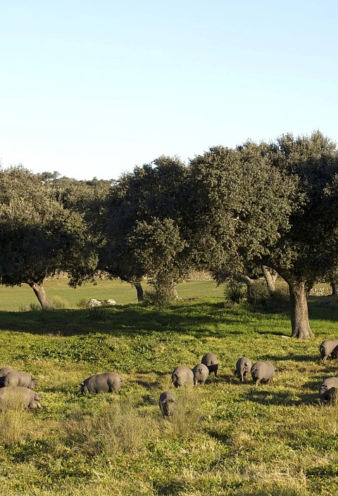 Dehesa