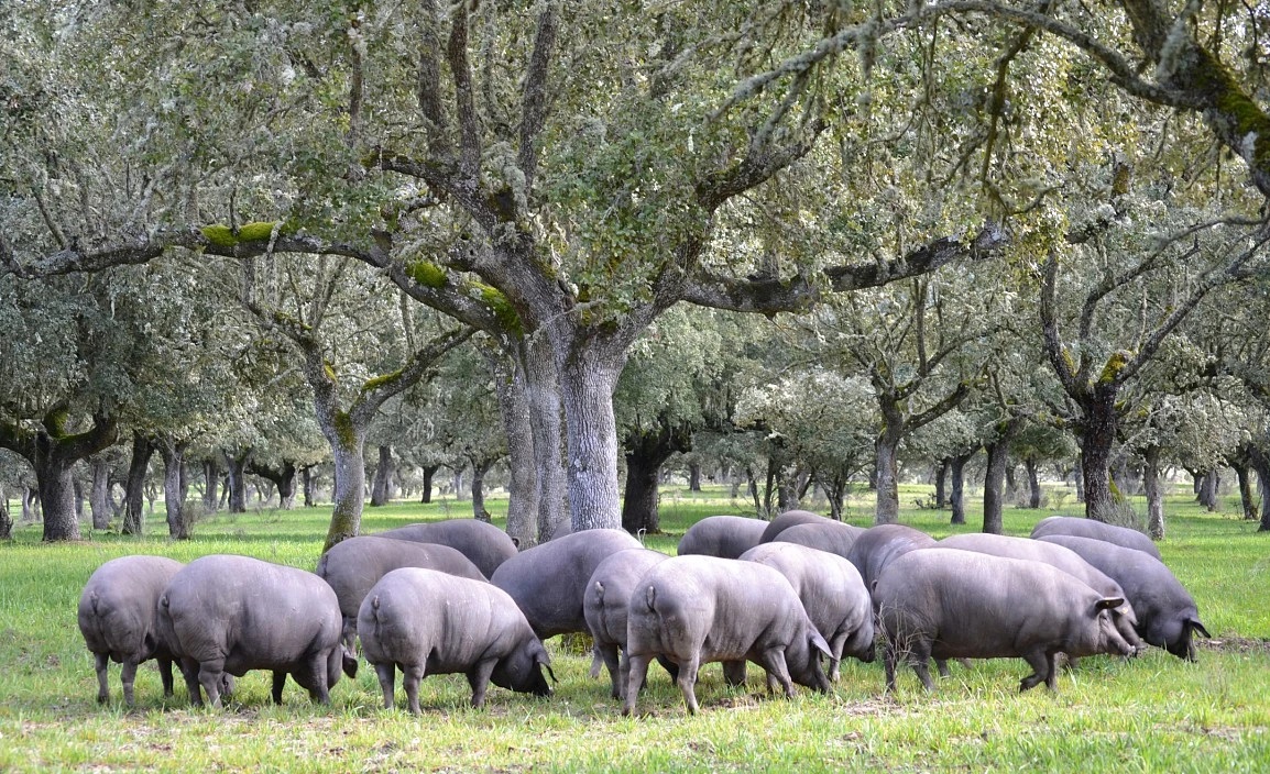 La dehesa, un ecosistema ideal